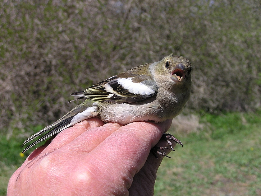 Common Chaffinch, Sundre 20050515